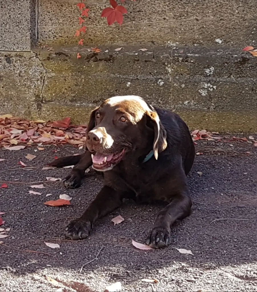 Andachtsbild von Silvana 