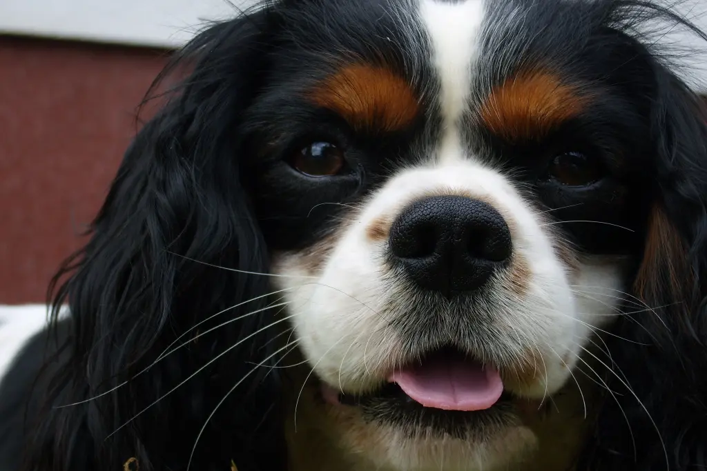 Andachtsbild von Editha im Herzen mit Benno