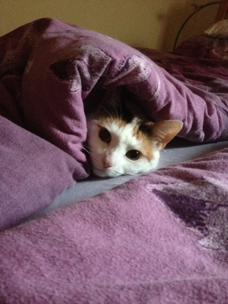 Image from Molly