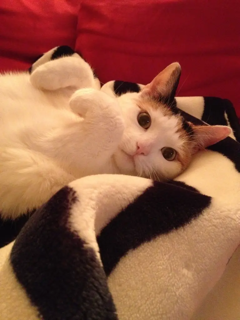 Image from Molly