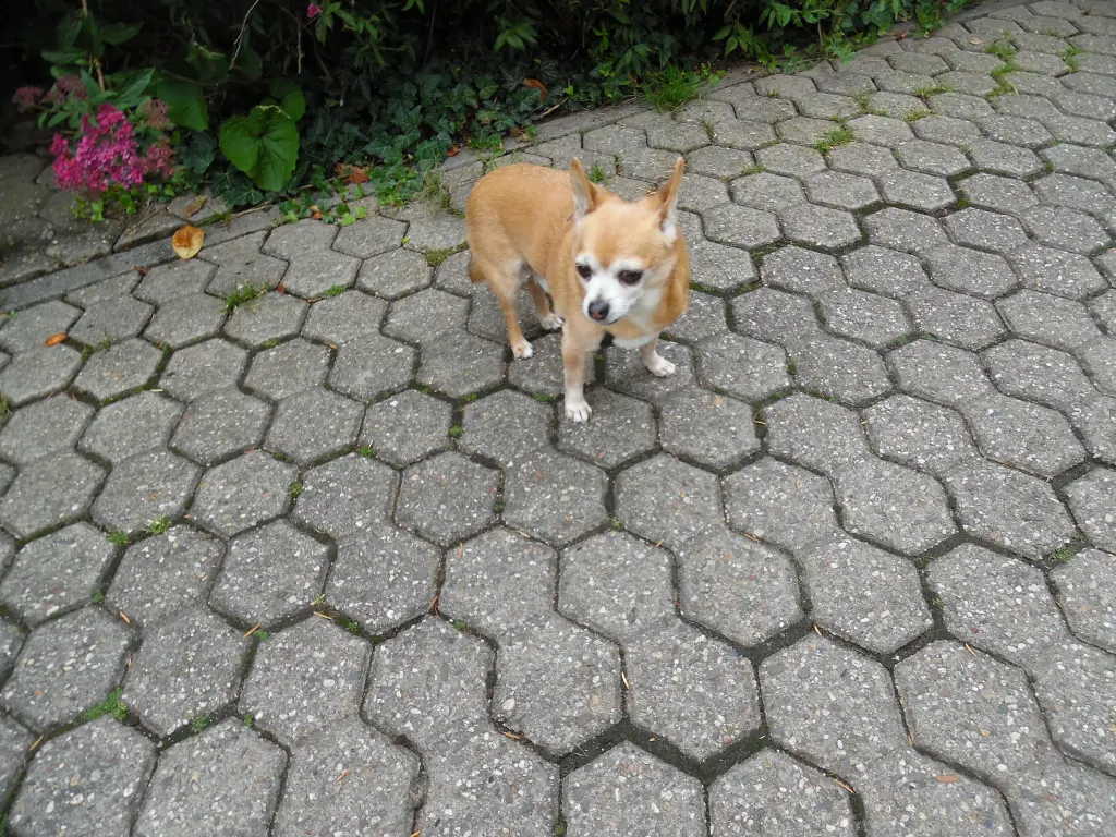 Andachtsbild von Irene mit *Jimmy * für immer im Herzen