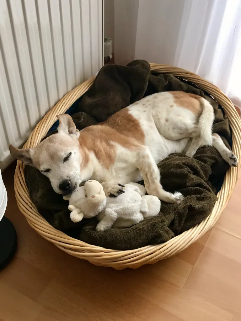 Bild von Freddie