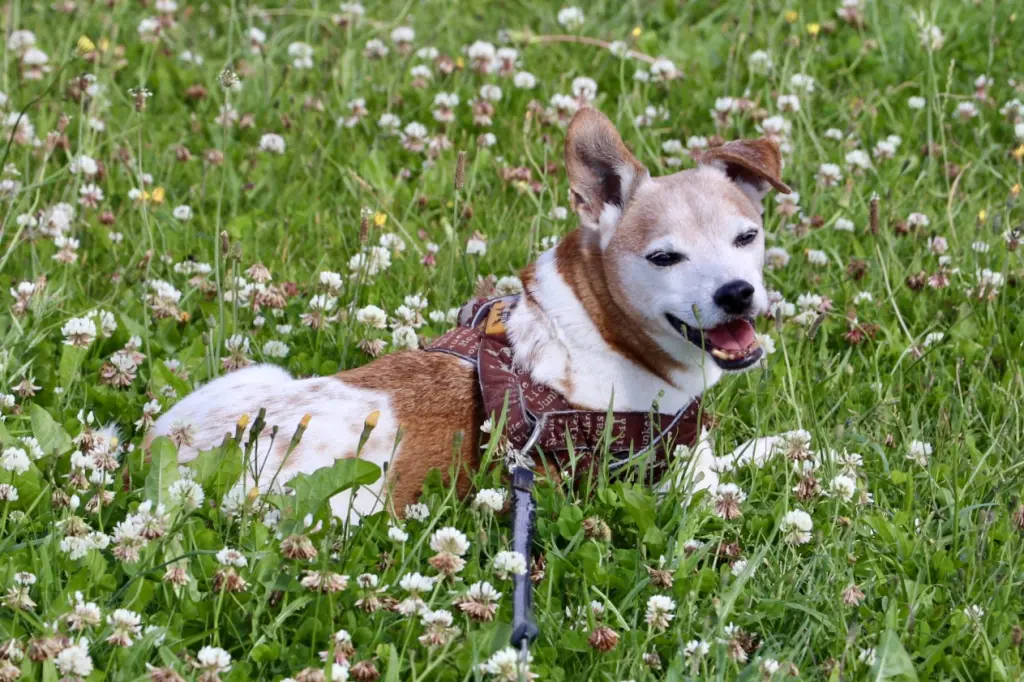 Bild von Freddie