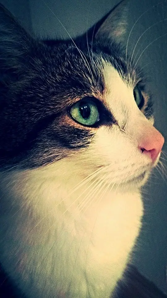 Image from Mietz