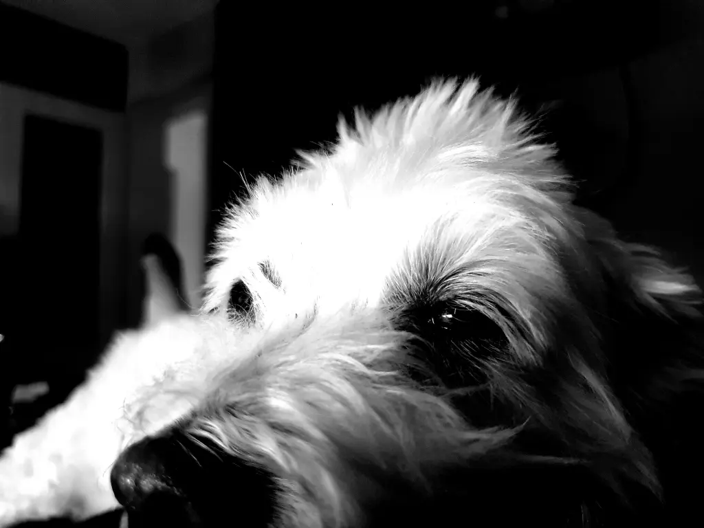 Image from Lucy