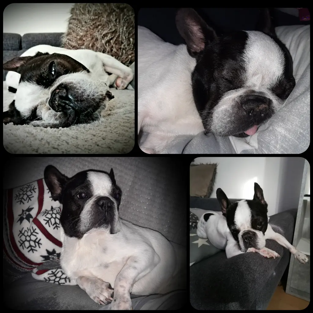 Bild von Sammy