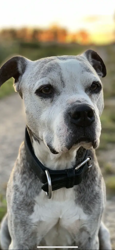 Image from Bullet 