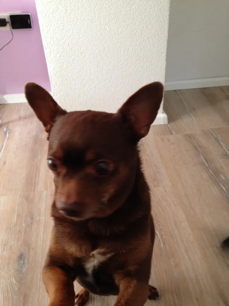 Image from Beanie