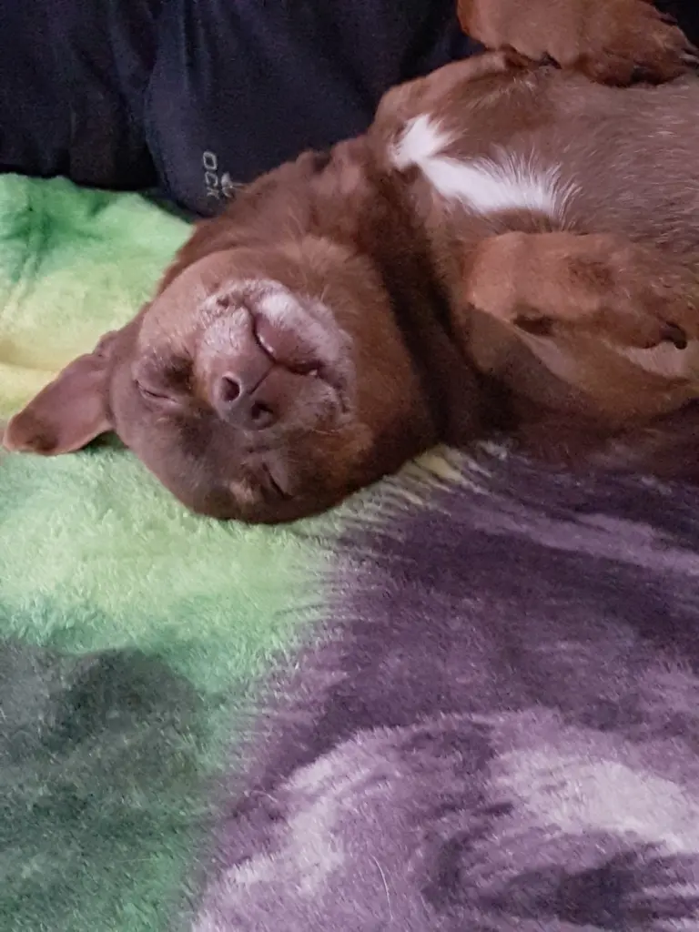 Image from Beanie