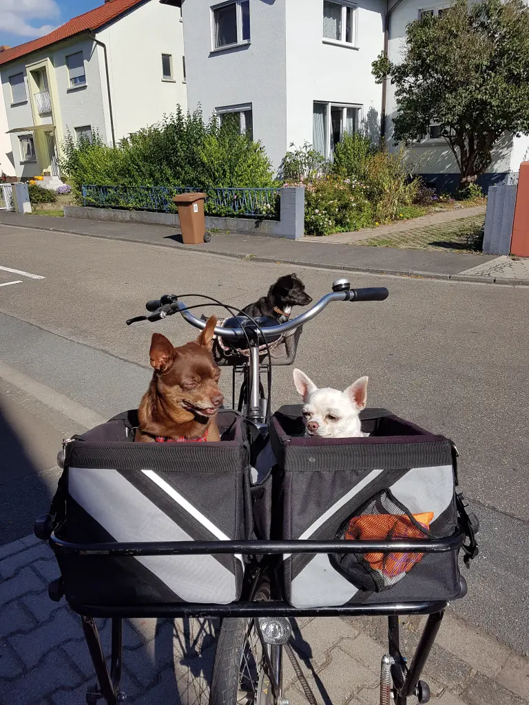 Image from Beanie