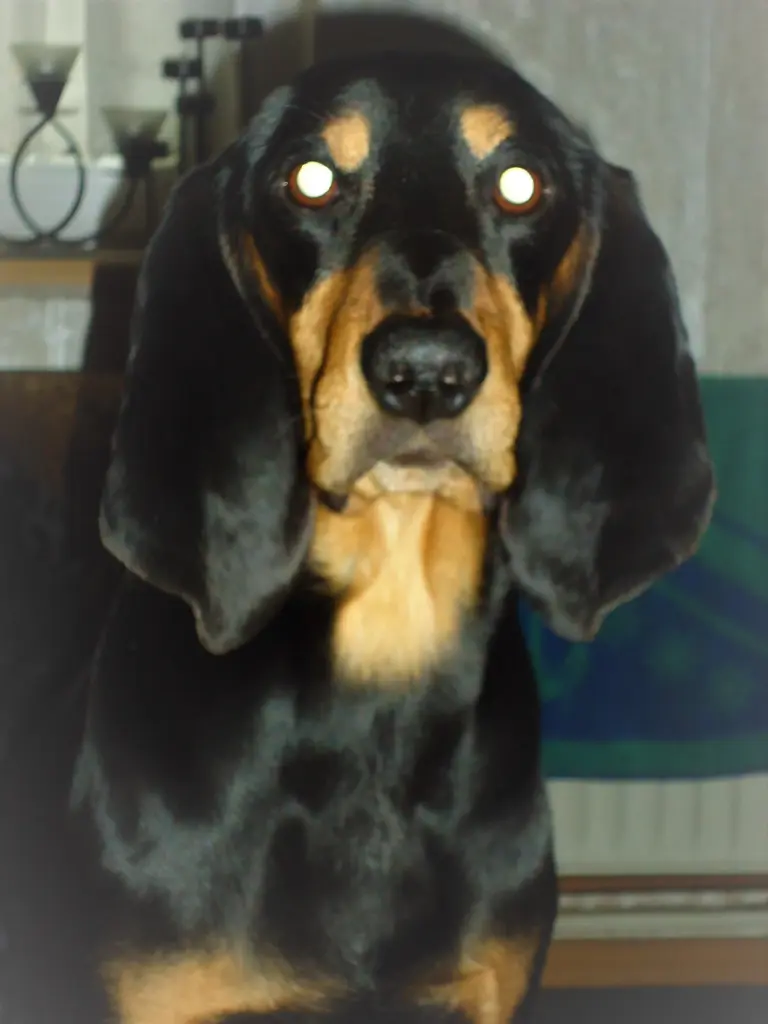 Image from Brakelmann