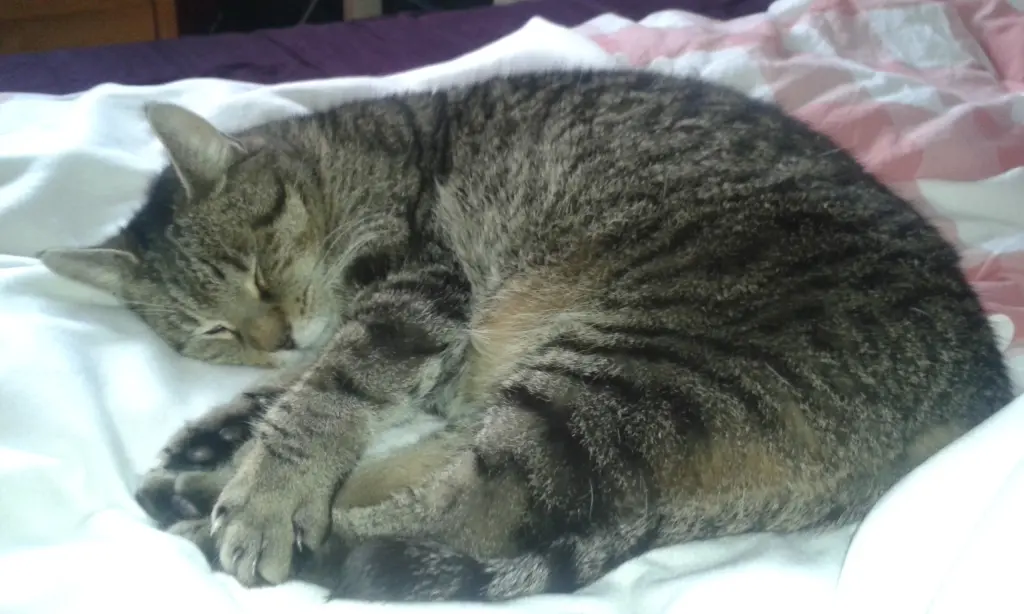 Condolence image of Sarah