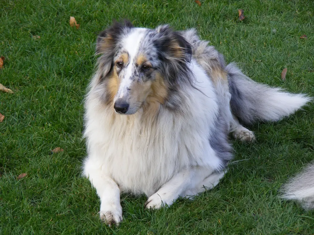 Condolence image of Margit und Klaus, Collie in Not
