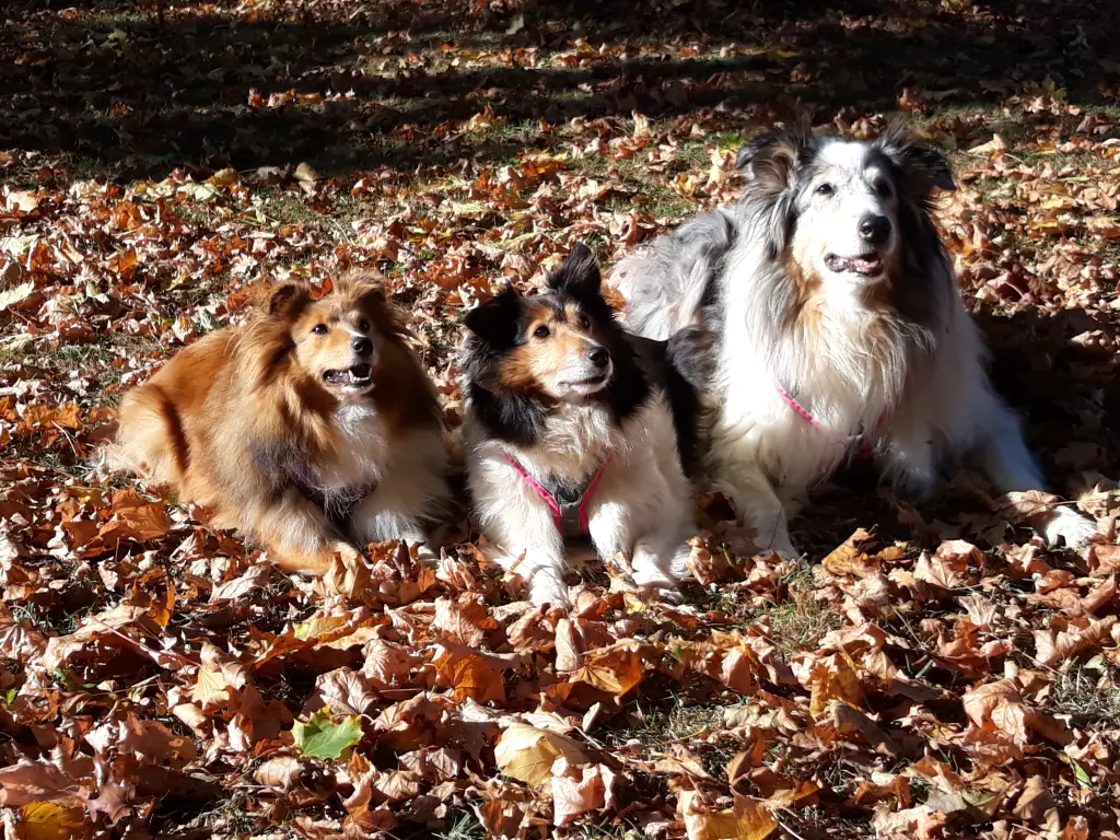 Image from Merle