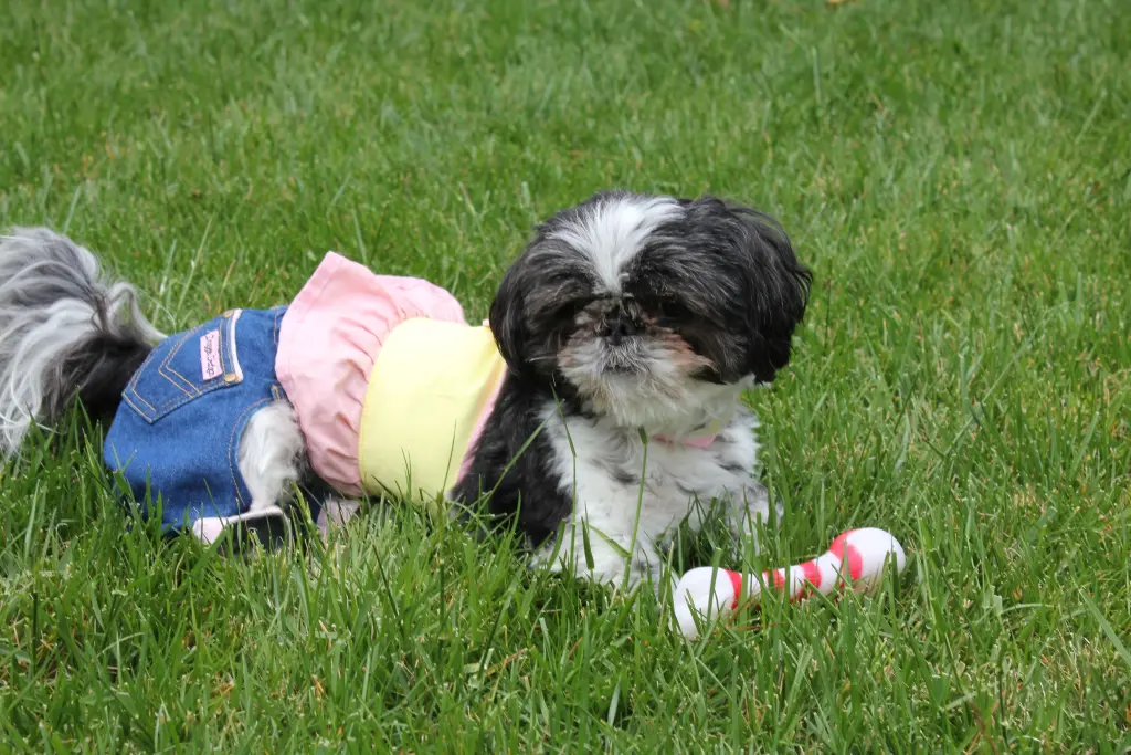 Bild von Molly