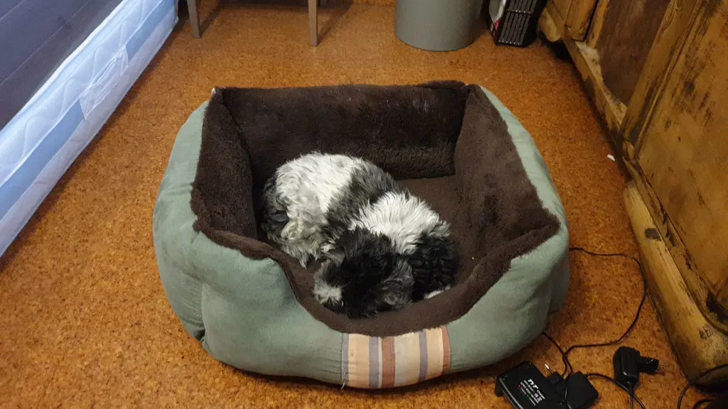 Bild von Molly