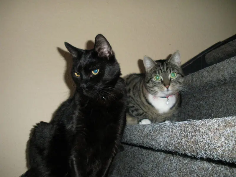 Image from Tigre Tigtig
