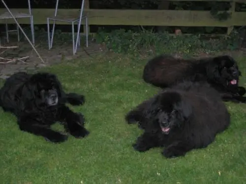 Bild von Pilar, Armani und Balou