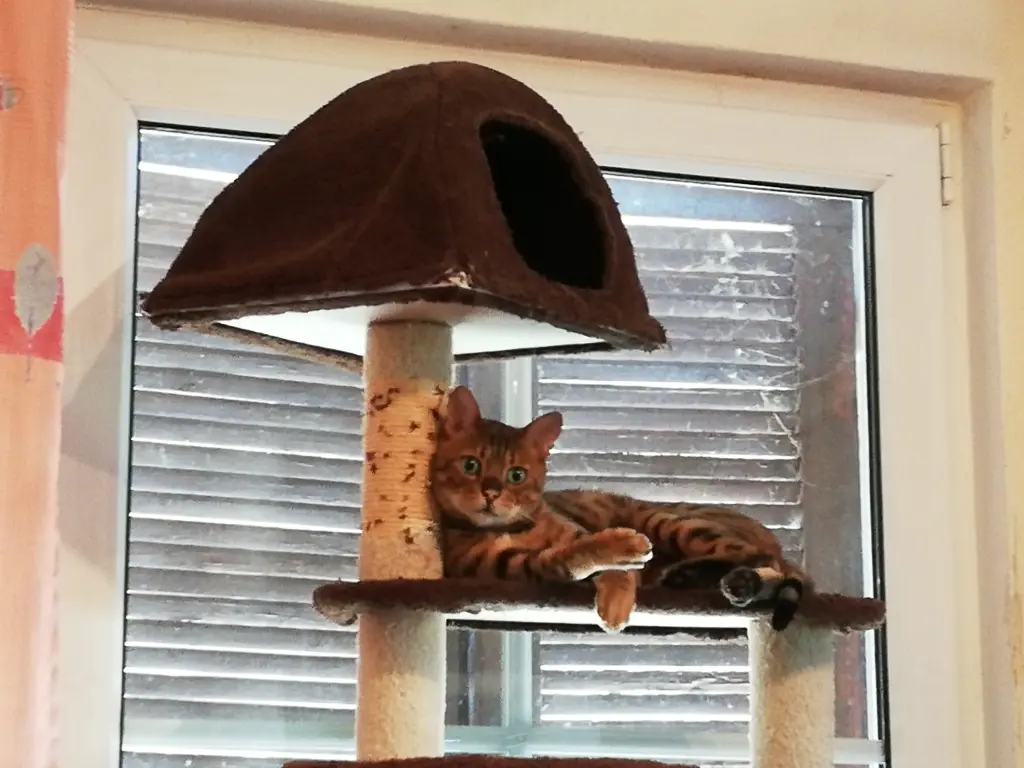 Image from Sammy