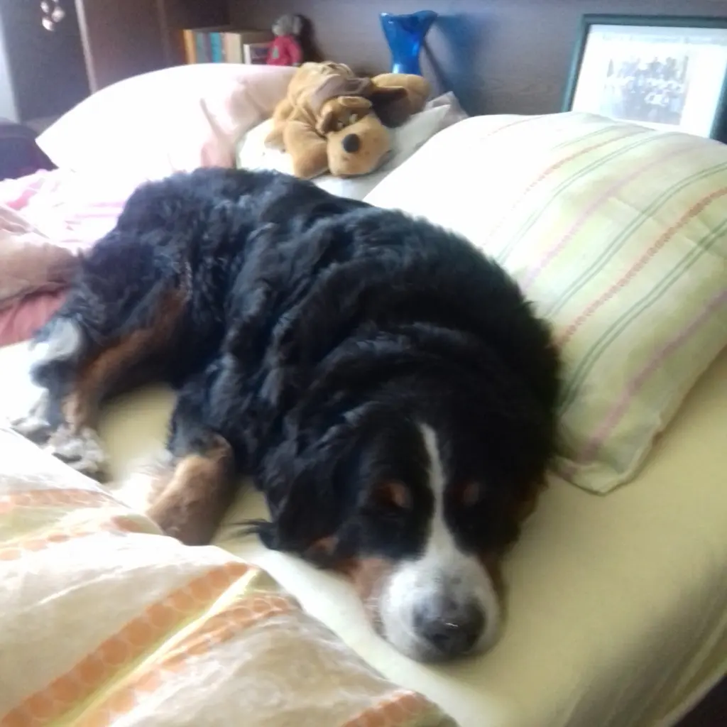 Bild von Bruno