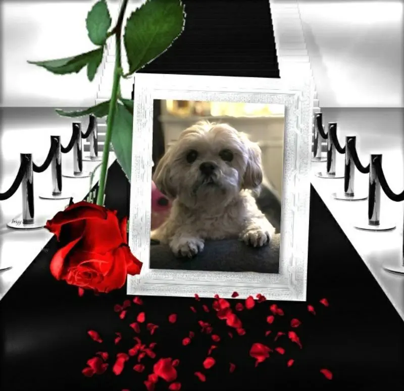 Condolence image of ❤️❤️❤️❤️❤️❤️❤️❤️❤️❤️❤️❤️❤️❤️