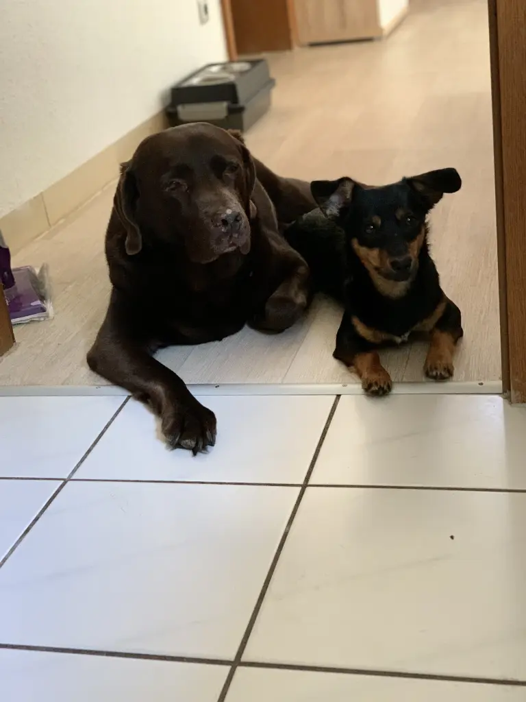 Image from Mocha