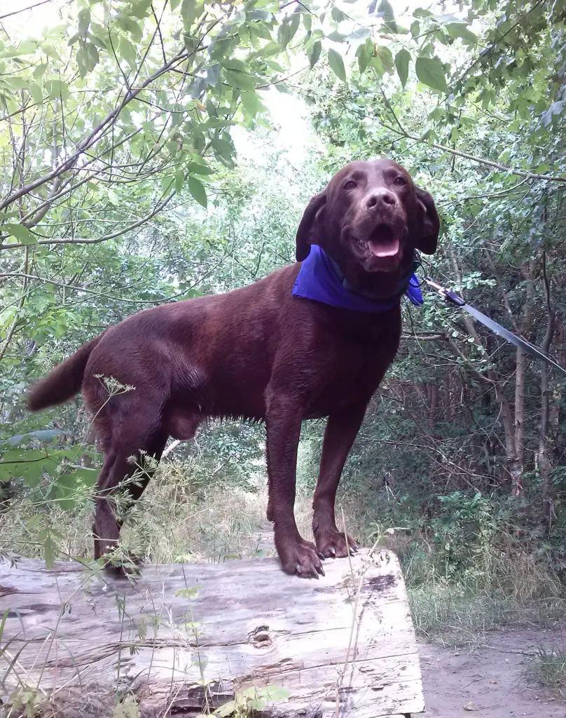 Andachtsbild von Silvana