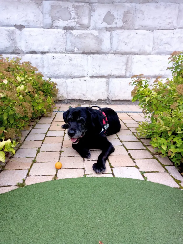 Andachtsbild von Marion mit Kira und Chicca für immer und ewig im Herzen♥