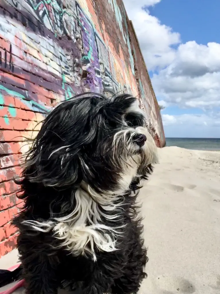 Andachtsbild von Isabell mit SUNNY♥ 