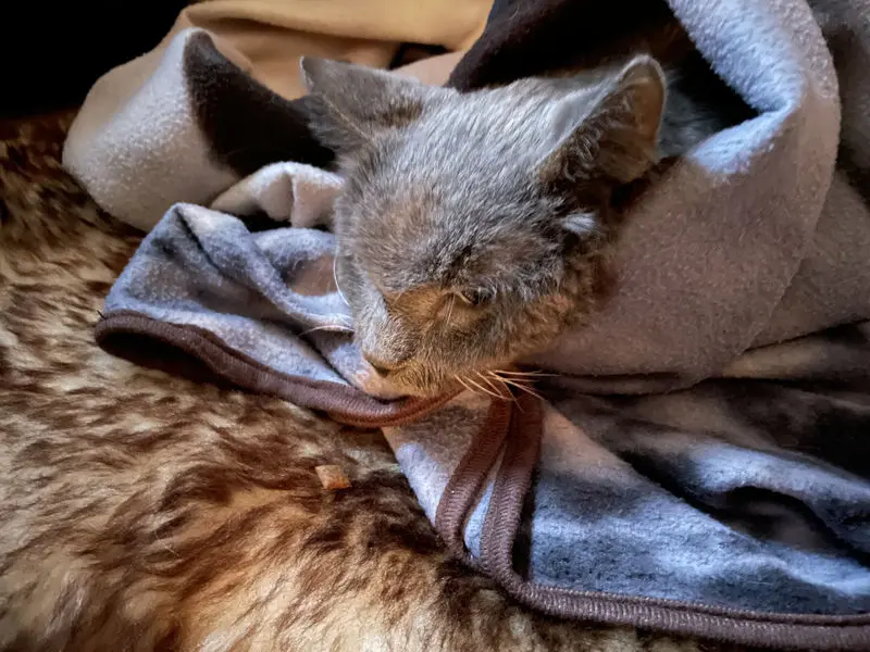 Andachtsbild von Aija