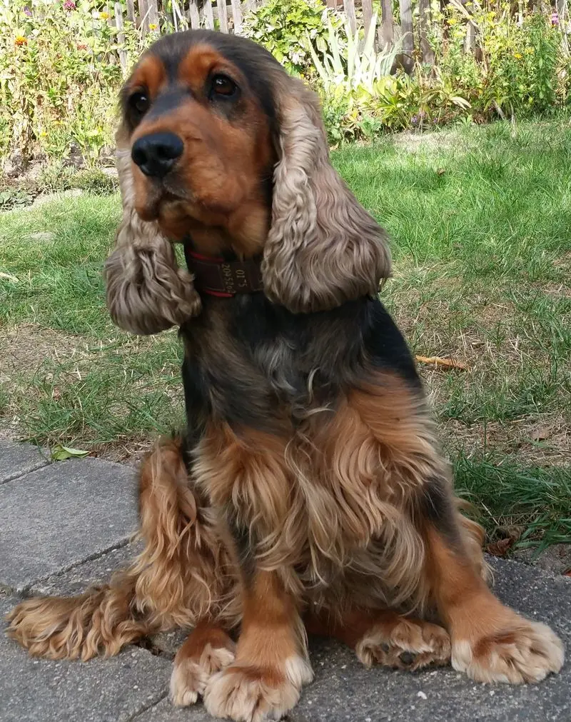 Andachtsbild von Christine mit Amy tief im ❤️(verst.13.Nov.2020)