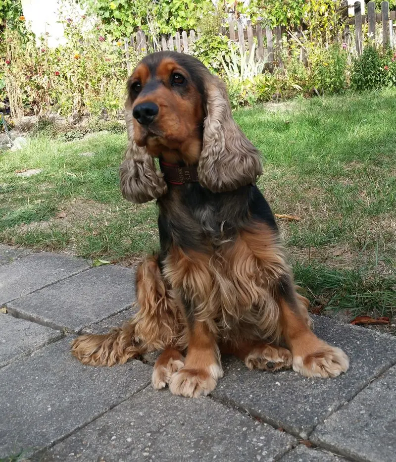 Andachtsbild von Christine mit Amy tief im❤️(verst.13.11.2020)