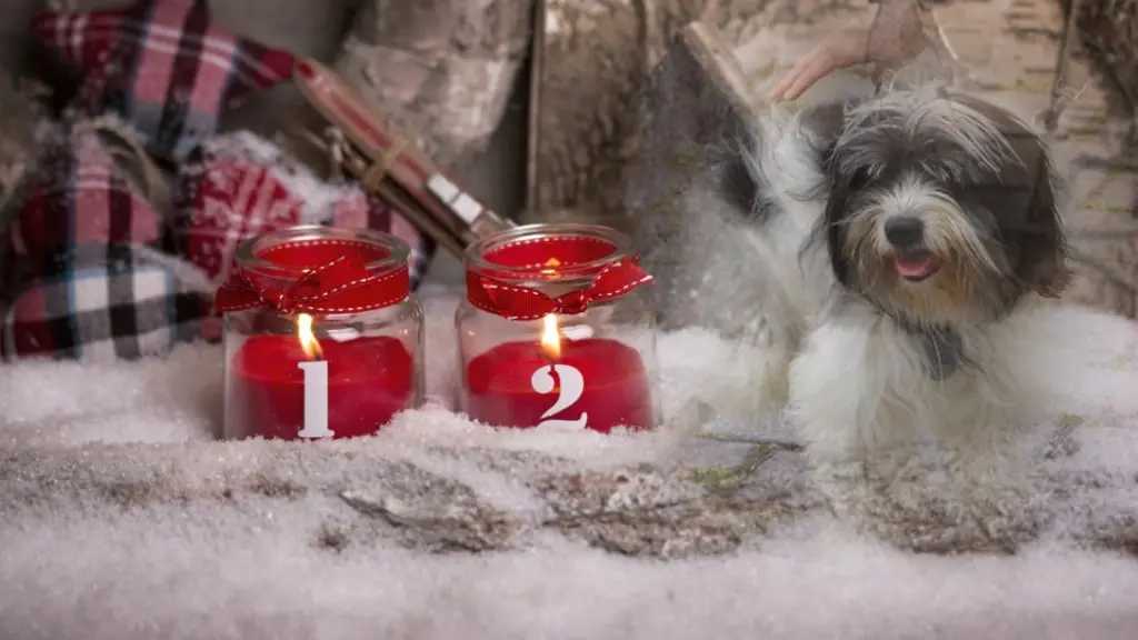 Andachtsbild von 2.Advent❤❤Rosen❤❤❤❤❤❤❤❤