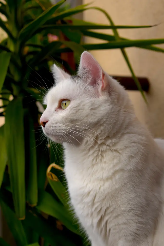 Image from Pebbles