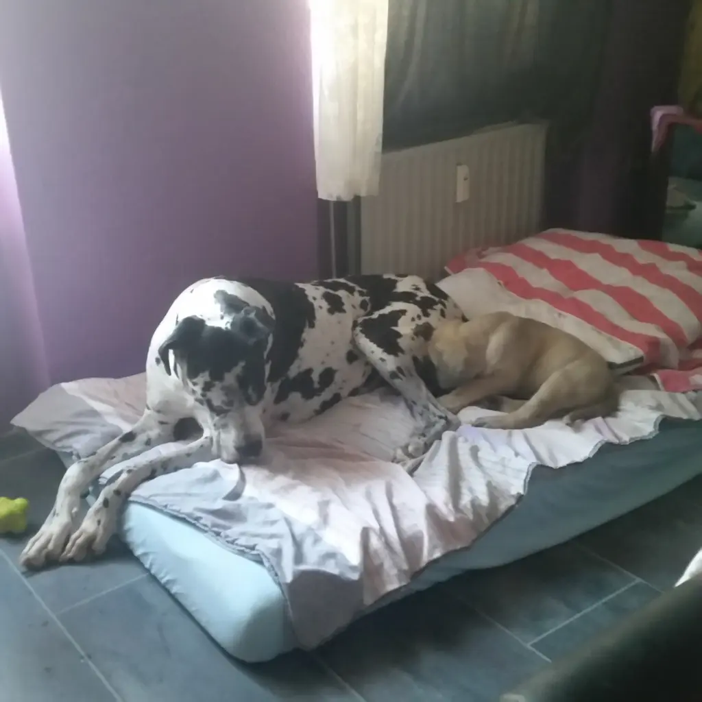 Condolence image of daniela mit sniper im herzen