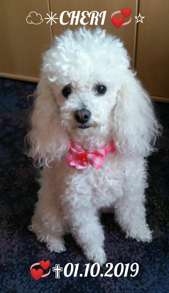 Andachtsbild von Angela mit Engel CHERI ❤⭐✨