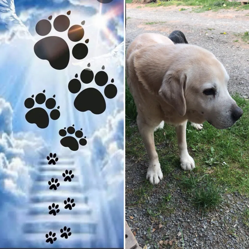 Andachtsbild von Claudia