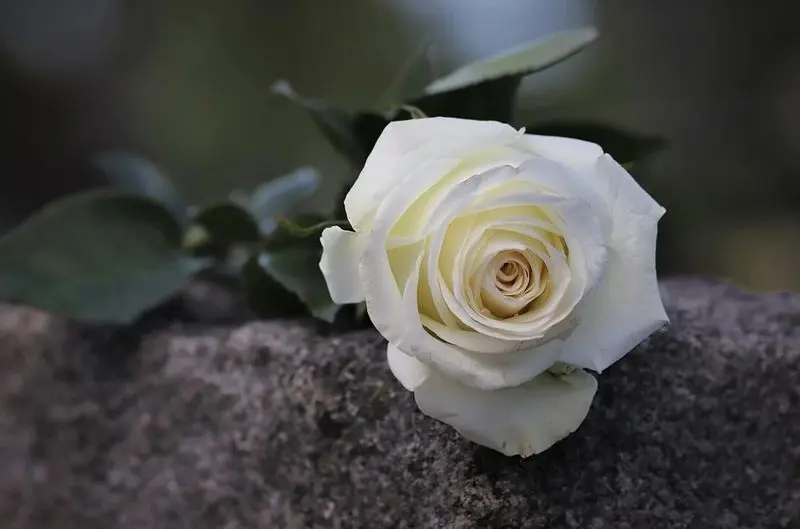 Condolence image of Unbekannt