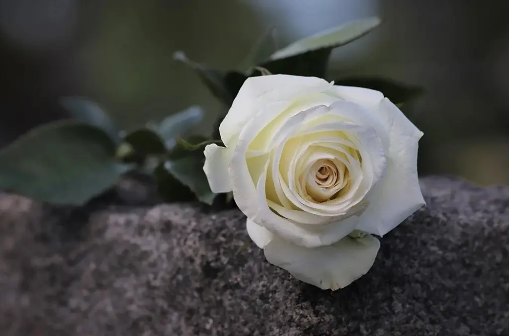 Condolence image of Unbekannt
