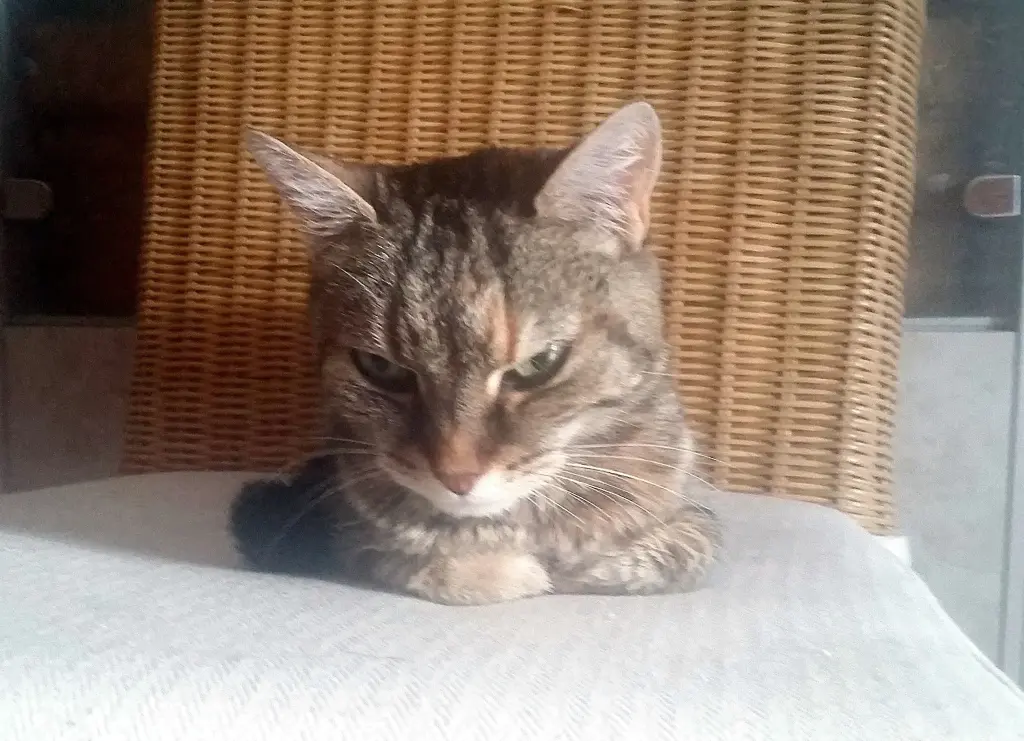 Image from Lucy