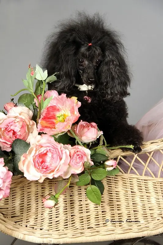 Image from Pet
