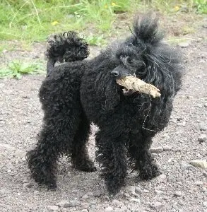 Image from Pet