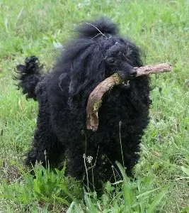 Image from Pet