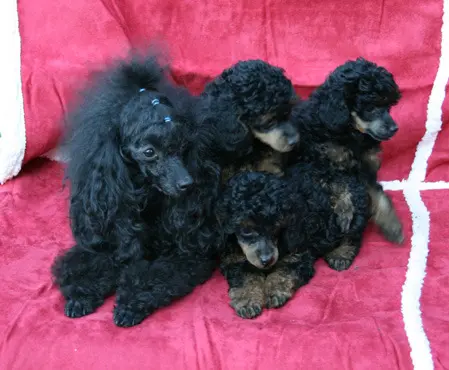 Image from Pet