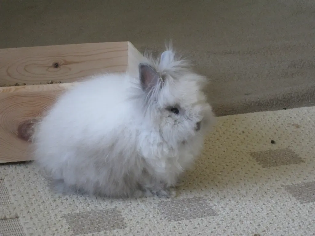 Image from Gizmo