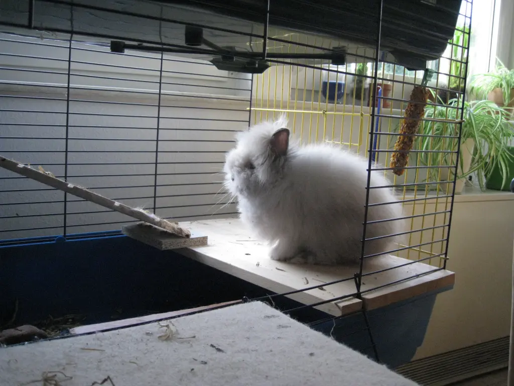 Image from Gizmo