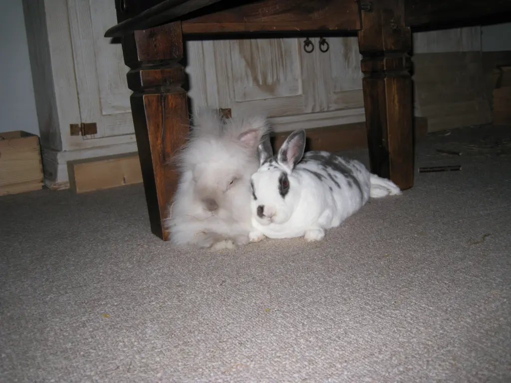 Image from Gizmo