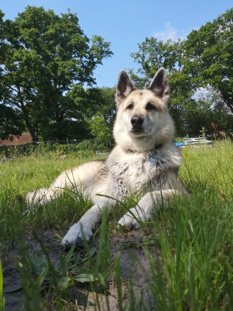 Image from Ronja