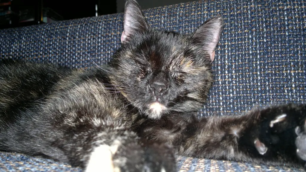Condolence image of Herrchen und Frauchen