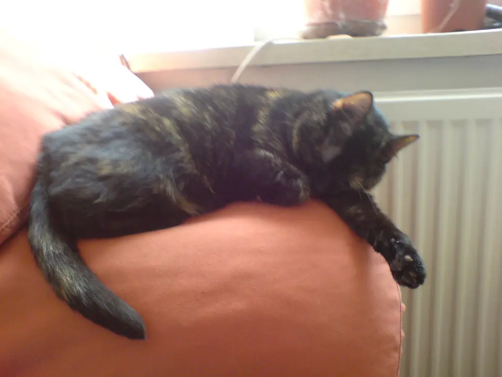 Condolence image of Herrchen und Frauchen